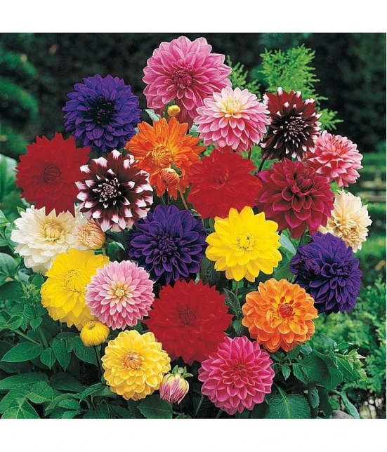 homeagro - Dahlia Mixed Flower ( 25 Seeds )