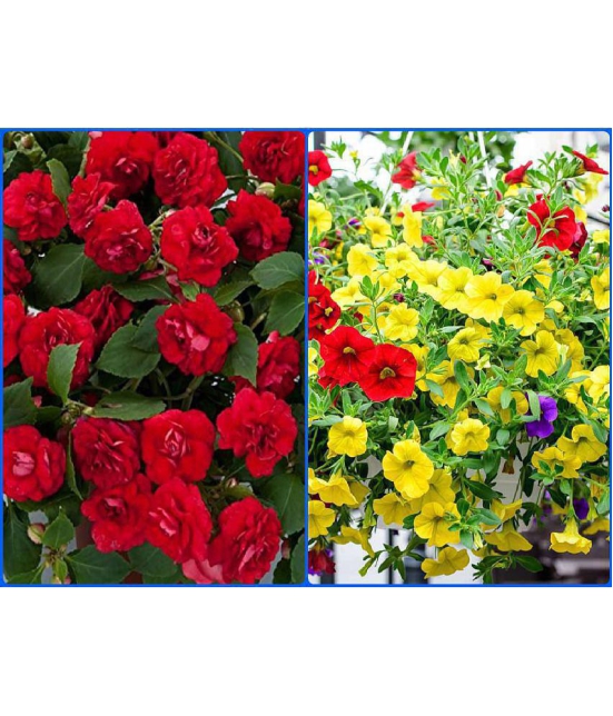 Homeagro Seeds Combo - Balsam flower ( 20 seed ) and Petunia Flower mix ( 50 seed)