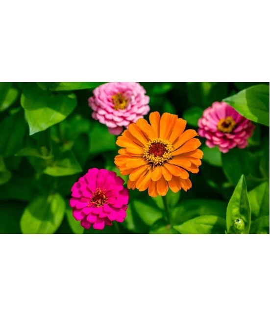 homeagro - Zinnia Mixed Flower ( 20 Seeds )