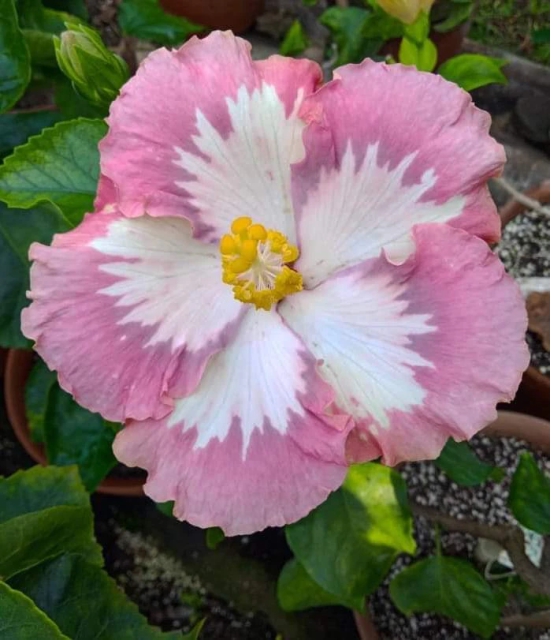 Austrelian Hibiscus Plant For Home Gardening