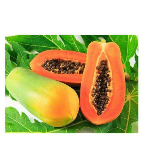 homeagro Papaya Red Lady Fruit-F1 Taiwan Hybrid Seeds Plant - 50 seed + Instruction Manual