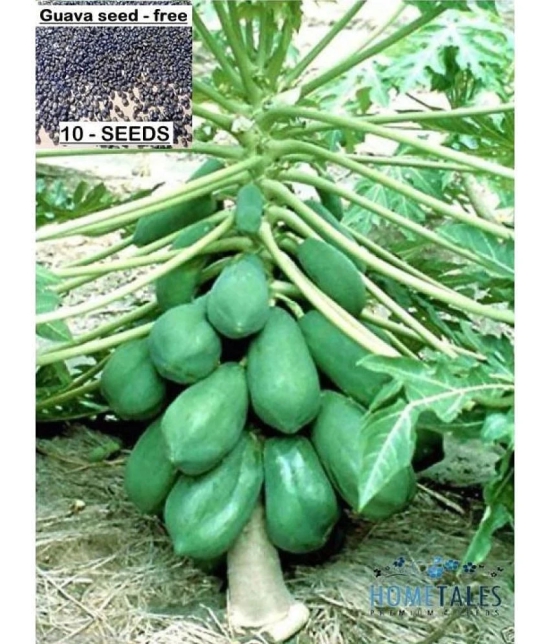 BS SEEDS Papaya Selection Seeds (50 Seeds)