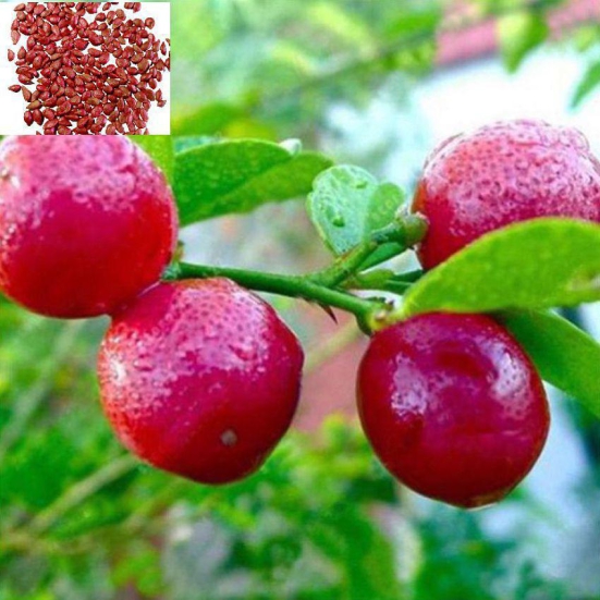 Rare Red Lemon (Australian Red Lime) 10 seeds