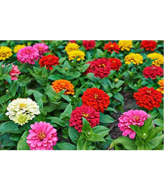 Zinnia flower color mix 50 seeds pack with free cocopeat and user manual