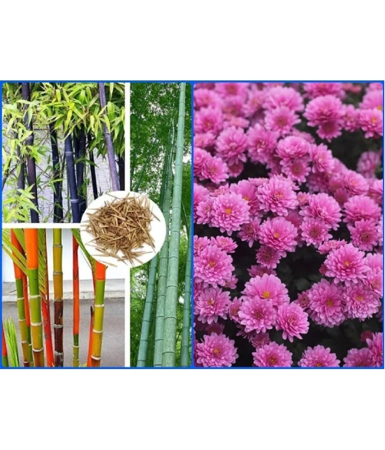 homeagro - Combo of Bamboo Plant ( 20 Seeds ) and Chrysanthemum Flower ( 50 seed )