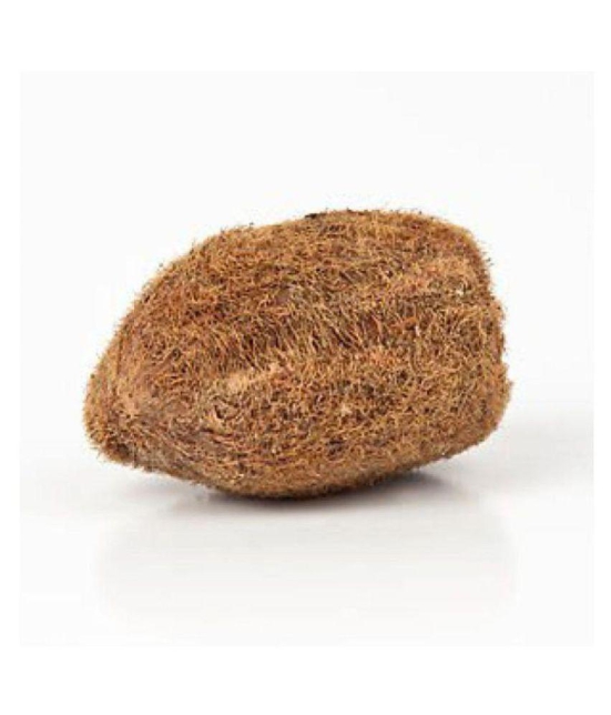 EKAKSHI NARIYAL - EKAKSHEE NARIAL - VASTU - ONE EYED COCONUT