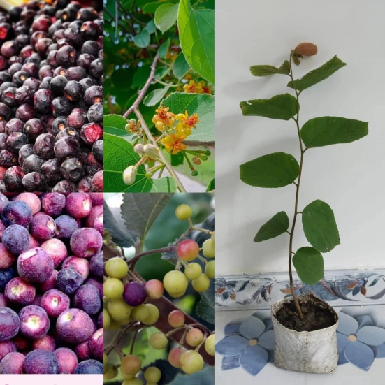 Falsa Fruit Plant For Gardening