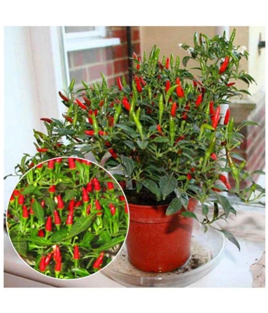 Dwarf Thai Sun Hot Pepper Capsicum Annuum Ornamental Chili 20 Seeds