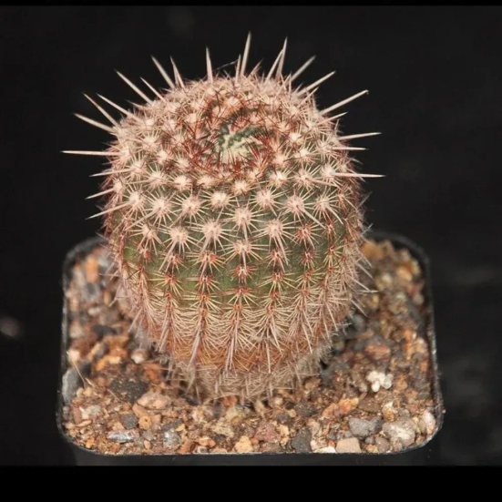 Mammillaria Rutilans Cactus Seeds