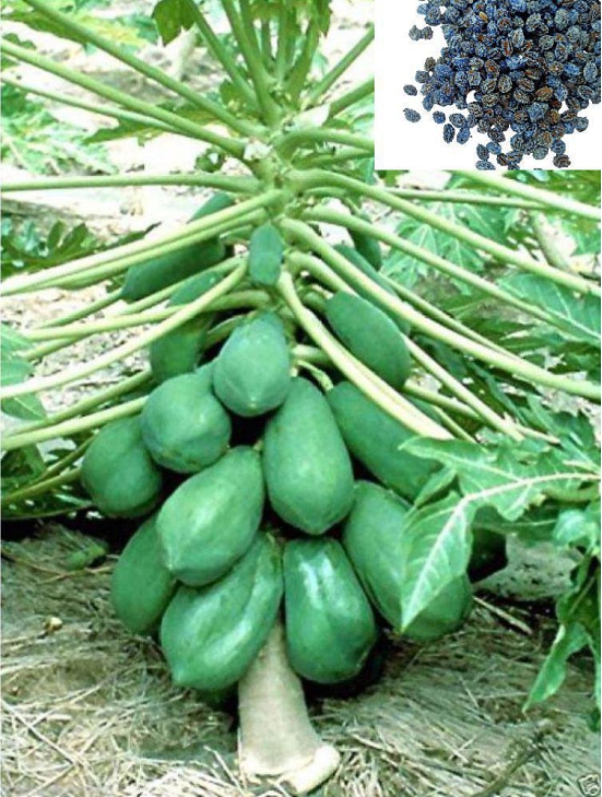 homeagro - Papaya Fruit ( 50 Seeds )