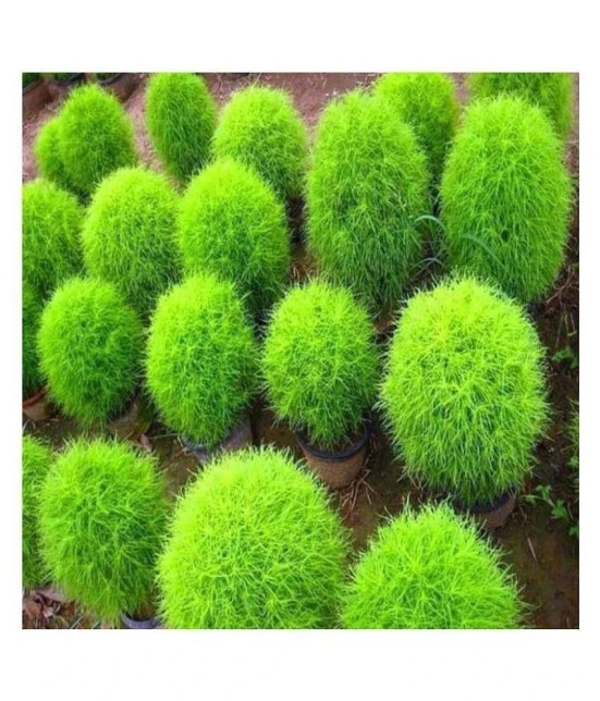 Recron Seeds Kochia Plant, Burning Bush - Foliage Plant 30 Seeds