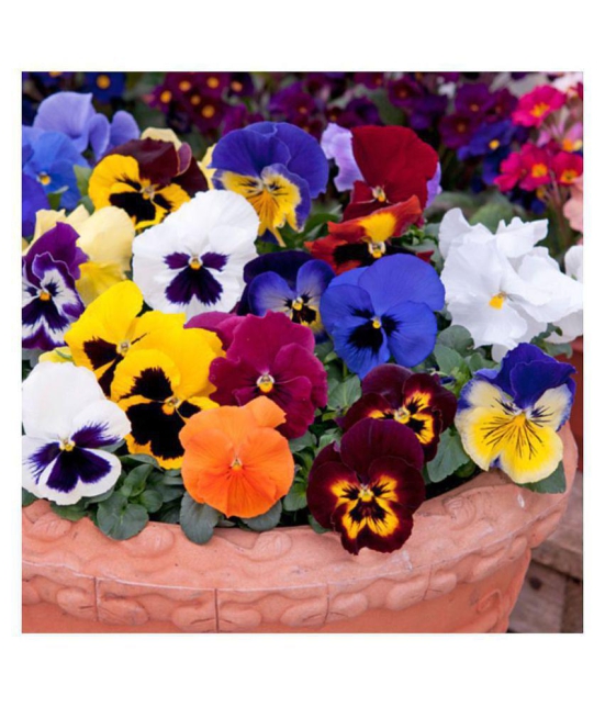 CLASSIC GREEN EARTH Jioo Organics Asia Pansy Medium Mixed Premium Flower Hybrid 50+ Seed