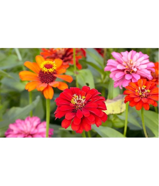 homeagro - Zinnia Mixed Flower ( 20 Seeds )