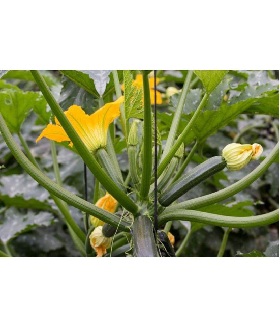 Squash zuchini long pumpkin kaddu  10 seeds pack with user manual