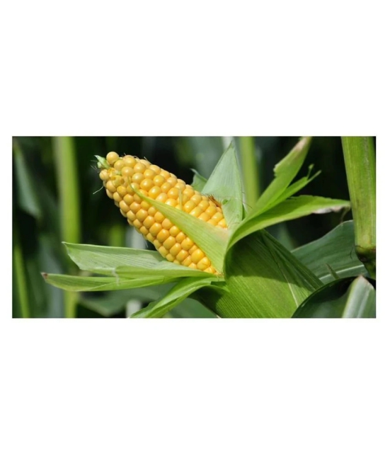 SWEET CORN SEEDS 50 SEEDS