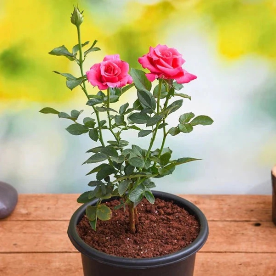 Hybrid Grafted Pink Colour Rose