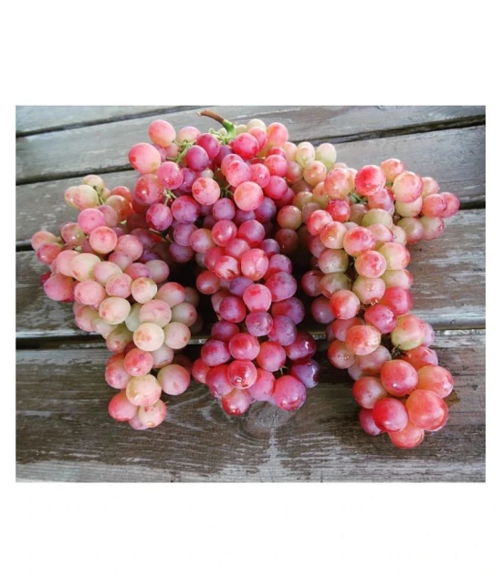 FLARE SEEDS Red Grapes Exotic Plant Fruit Seeds Home Kitchen Garden Indoor Plant Seeds - 20 Seeds