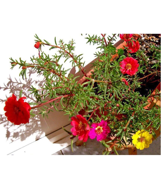 Portulaca mixed flower seeds( 50+ seeds)