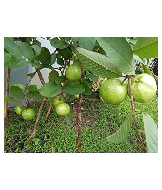 Red guava plan seeds with cocopeat 100 seeds