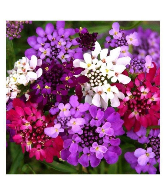 SHOP 360 GARDEN CANDYTUFT HYBRID MIX FLOWER SEEDS - PACK OF 100 SEEDS