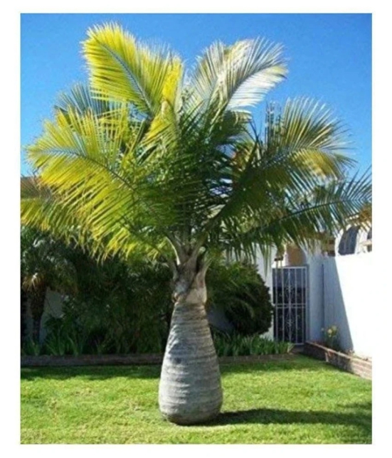 Bottle Palm Seeds - Pack of 10 Seeds