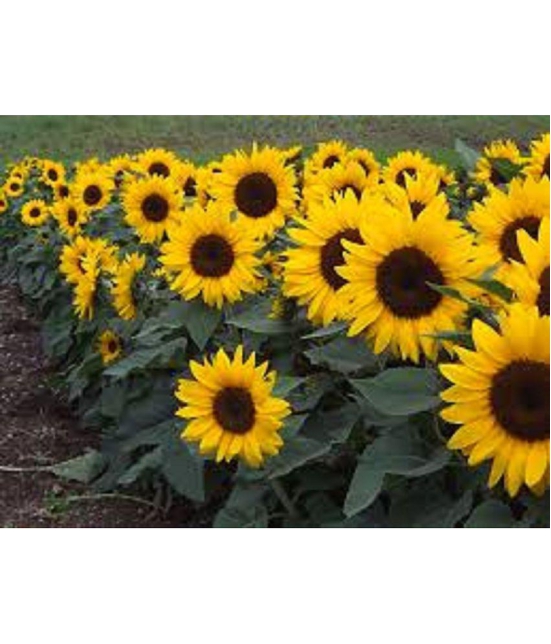 CLASSIC GREEN EARTH - Sunflower Flower ( 20 Seeds )