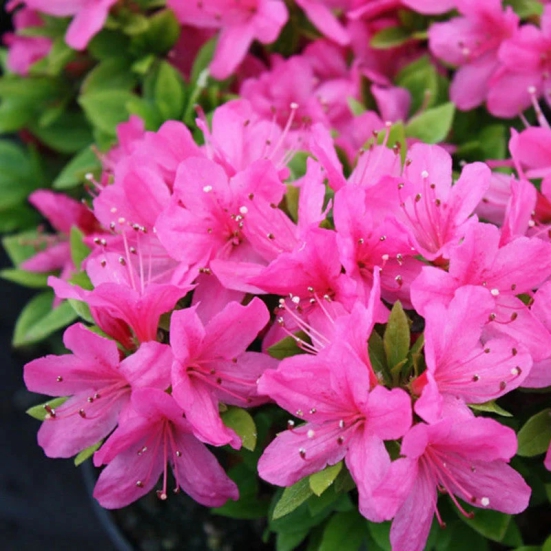 Azalea Flowers Plant For Gardening