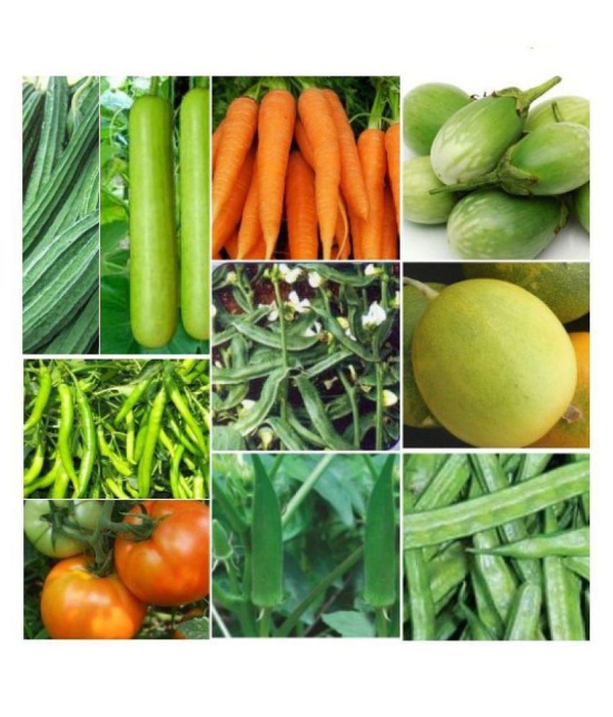 10 VEG COMBO (10-10 SEEDS OF EACH 1) TOTAL 10 SEEDS PACK WITH MANUAL