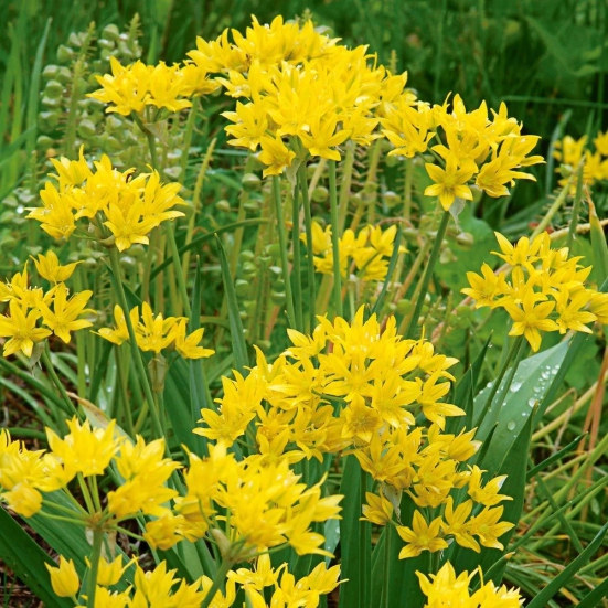 Allium Moly Yellow Color Flower Bulb