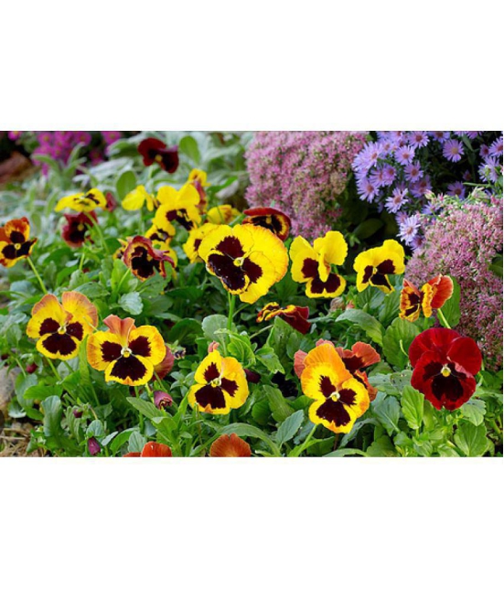 CLASSIC GREEN EARTH - Pansy Flower ( 70 Seeds )