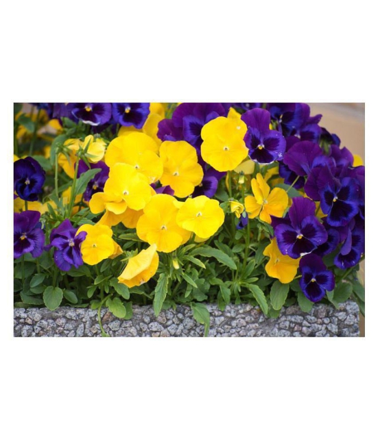 Creative Farmer Flower Seeds Pansy Hybrid Mix Seeds Flower Seeds For Home Garden-100 Seeds