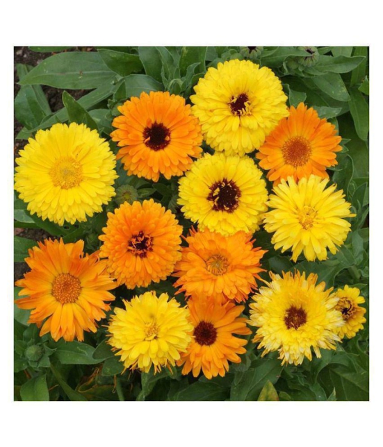 calendula flower seeds with growing cocopeat 30 seeds