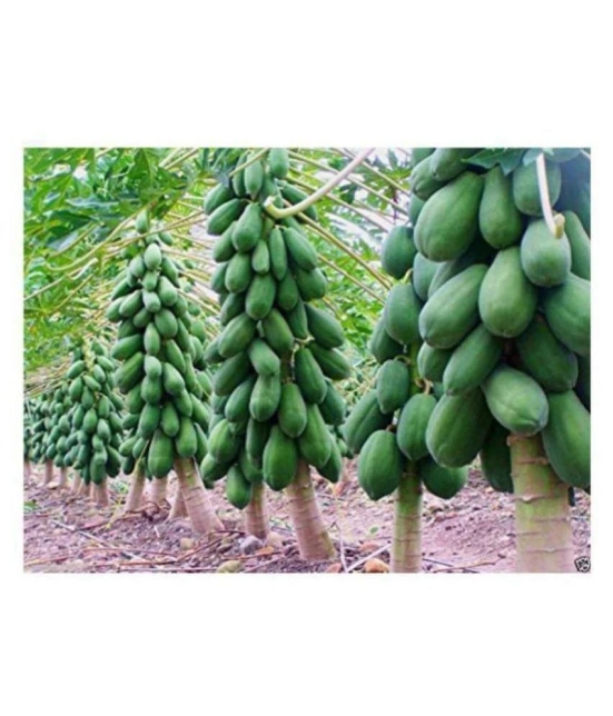 SWEET PAPAYA SEEDS dwarf PACK