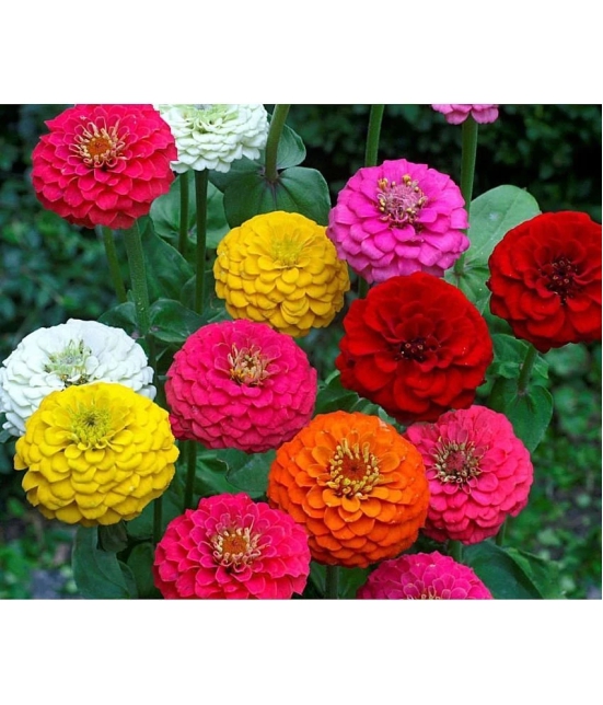 homeagro - Zinnia Mixed Flower ( 20 Seeds )