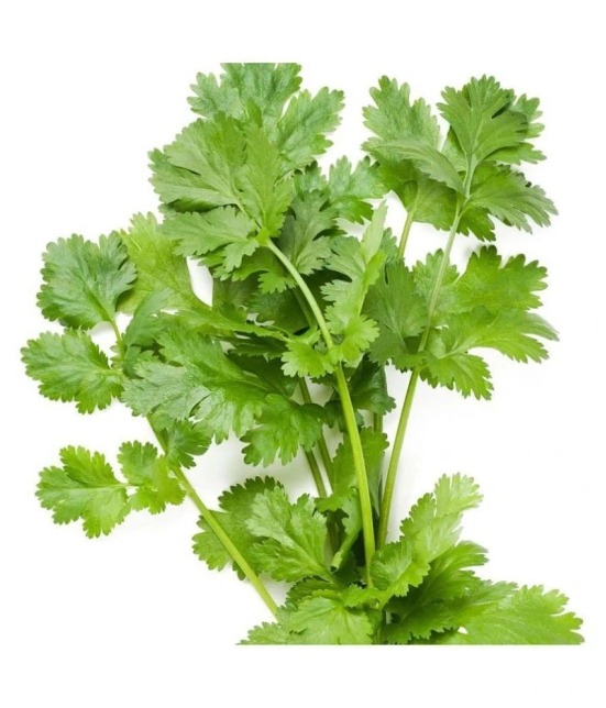 Vegetable Seeds Libdhaba Seeds - Coriander Seeds Veg Seeds Terrace Gardening Home Garden Seeds