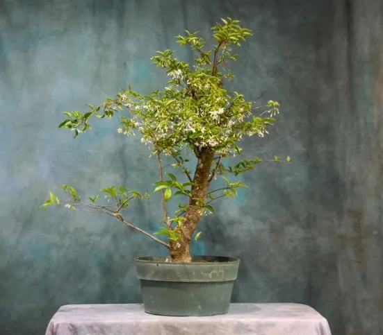 Water Jasmine Bonsai