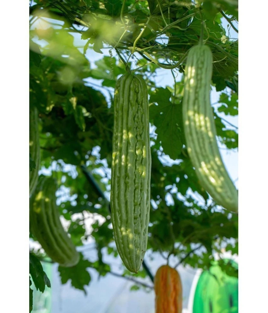 homeagro - Bitter Gourd Vegetable ( 20 Seeds )