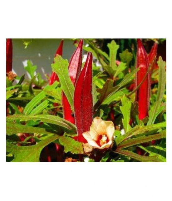 Red Okra Bhindi Hybrid (Ladys Finger) pack of 30 seeds