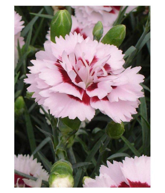 Matrix Dianthus Fragrant Flower Raspberry Surprise Seeds