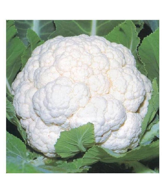 Cauliflower Desi Seeds Phool Gobhee Phool Gobhi Vegetables 100 Seeds (Nod)