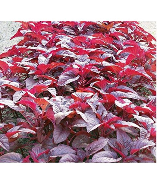 Red amarnath Chaulai saag 200 seeds pack with user manual