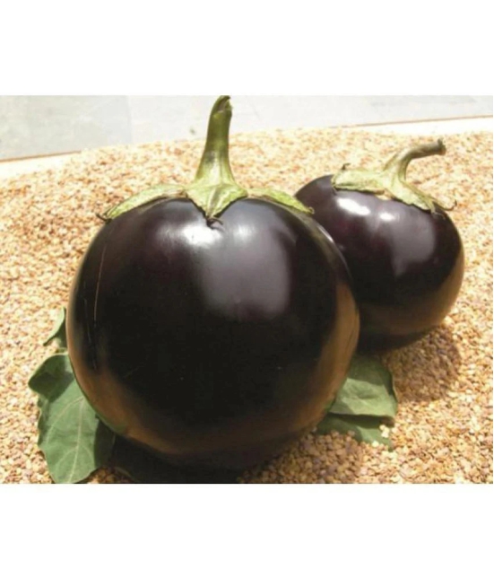 Brinjal Seeds, Brinjal Round Eggplant, Aubergine Seeds 100 Seeds Pack