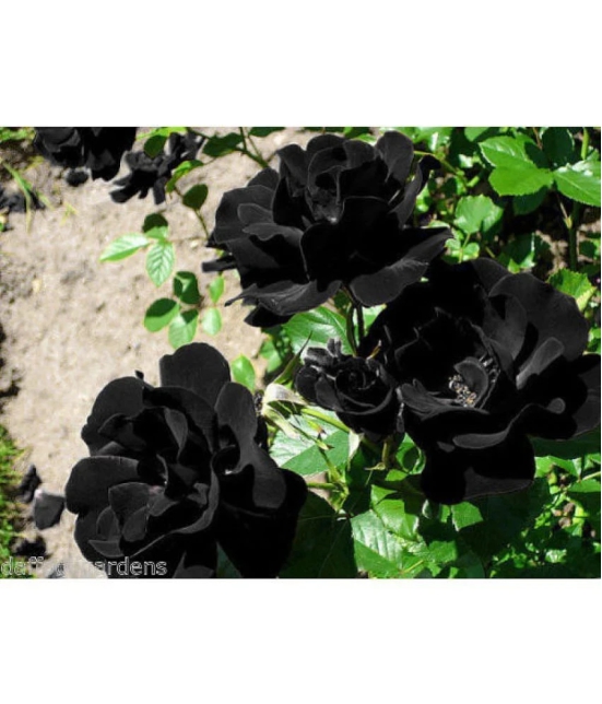 Azalea Gardens Rose Flower Seeds Black Climbing Rose 20 Seeds Pack