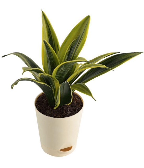 UGAOO Sansevieria Gold Flame Snake Succulent Live Plant with Pot