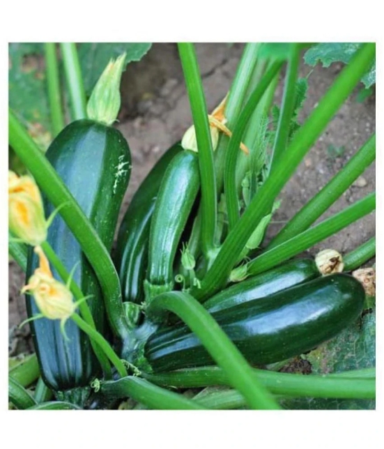 High Yielding Hybrid Green Long Squash ZUCCHINI 10 Seeds