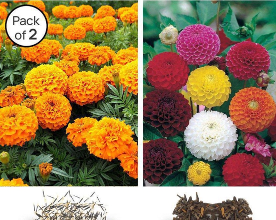 homeagro -Marigold & Dahlia Flower Seeds ( Pack of 2 - 30 Seeds each )