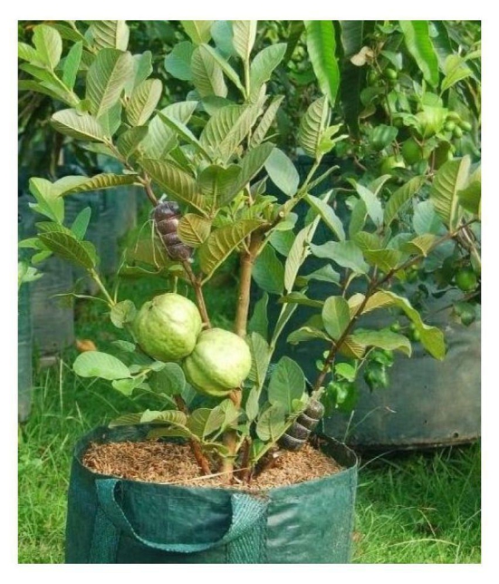 African Giant  Guava Seeds 100 seeds