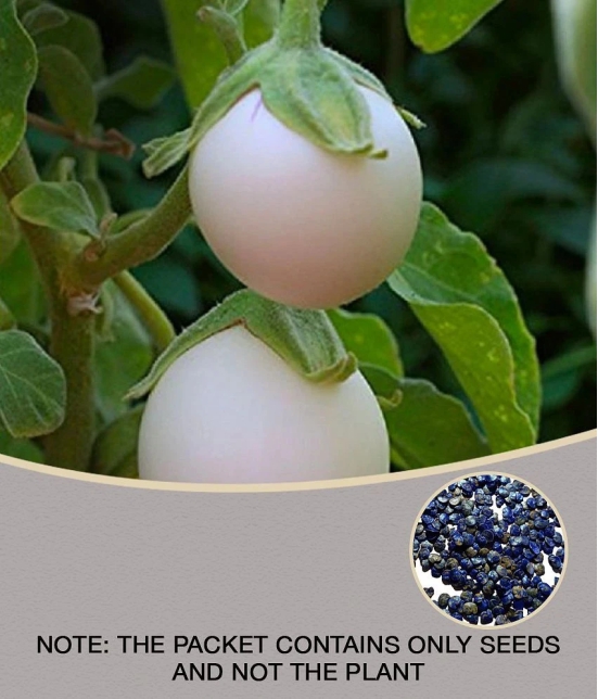 BRINJAL white Seeds (50 Seeds)