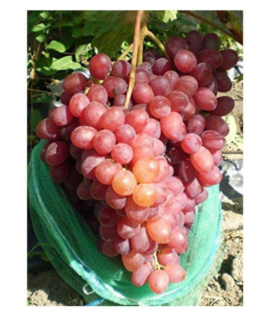 finger grapes professional seeds 25 seeds