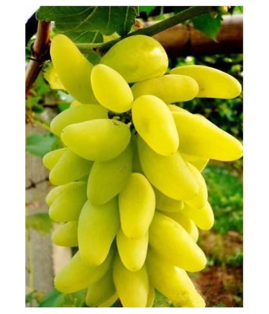 OhhSome Fruit Seeds Golden Green Sweet Grape Professional Organic Seed Fruit Plant Seeds For House Kitchen Garden Fruit Seeds Pack